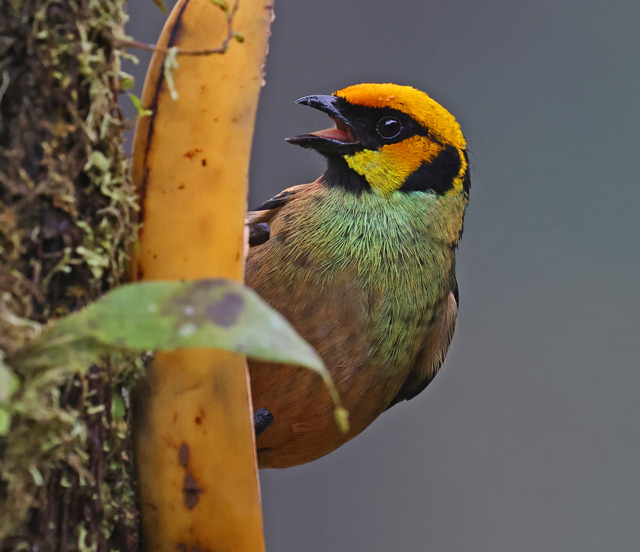 Flame-faced Tanager