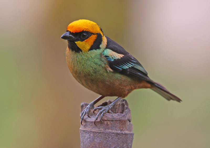 Flame-faced Tanager