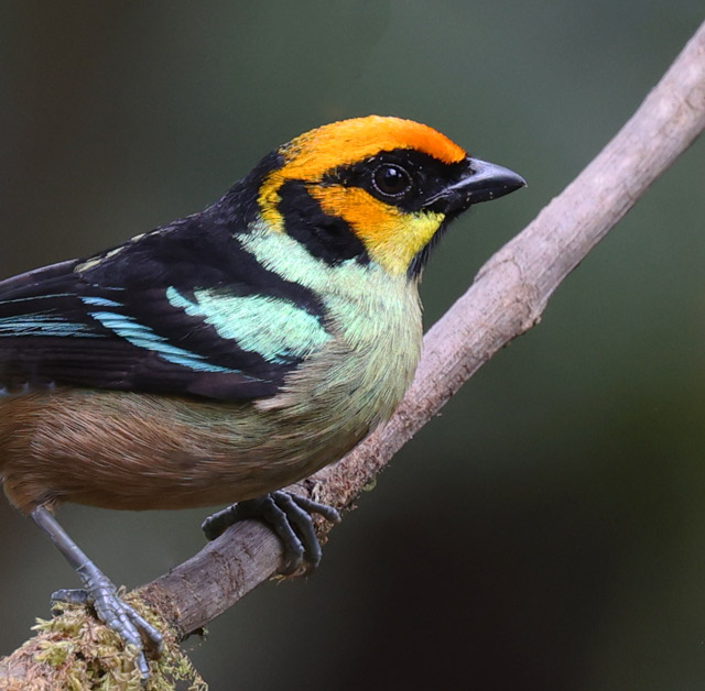 Flame-faced Tanager