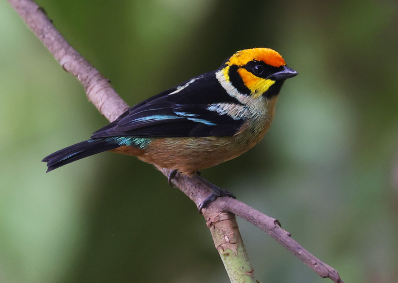 Flame-faced Tanager