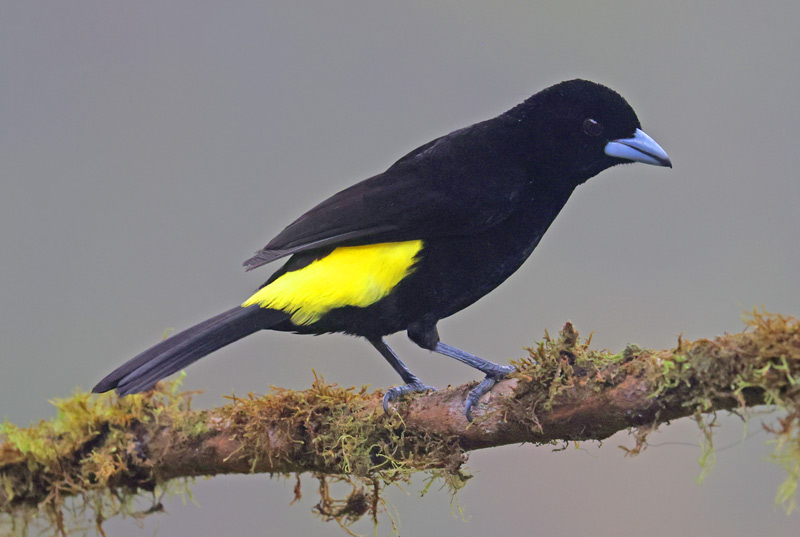 Flame-rumped Tanager