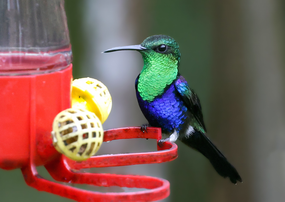 Fork-tailed Woodnymph