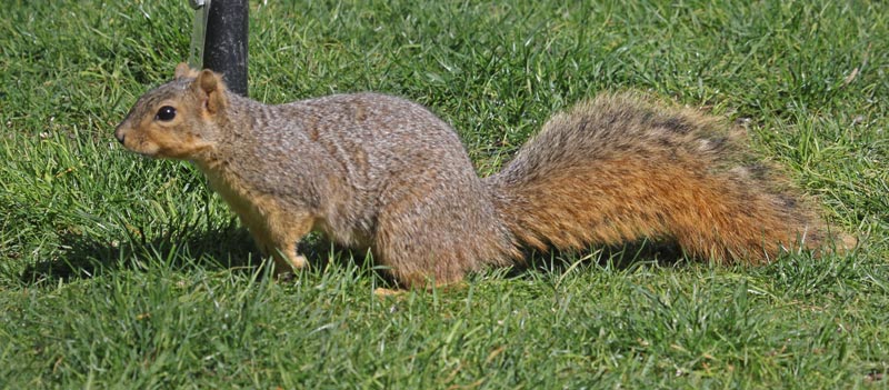 Eastern Fox Squirrel