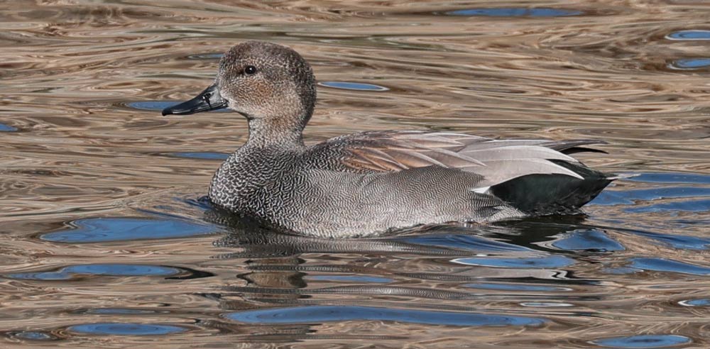 Gadwall Photo 2