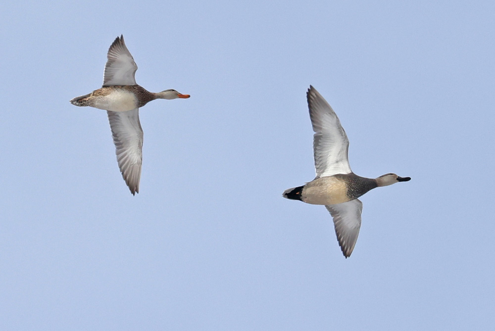 Gadwall (in flight)
