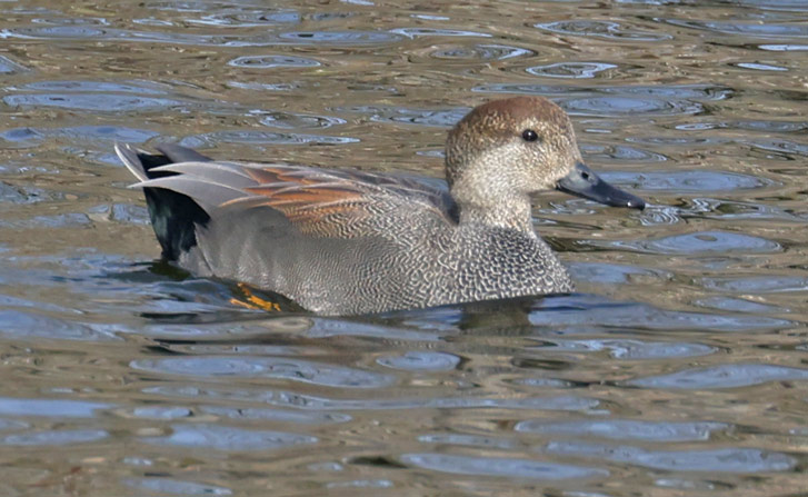 Gadwall Photo 3