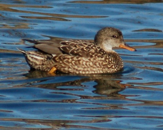 Gadwall