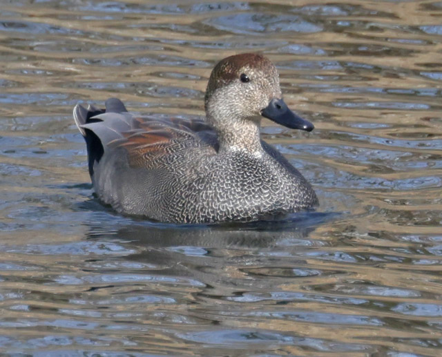 Gadwall Photo 4