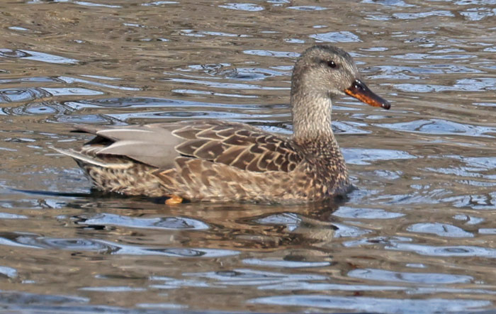 Gadwall
