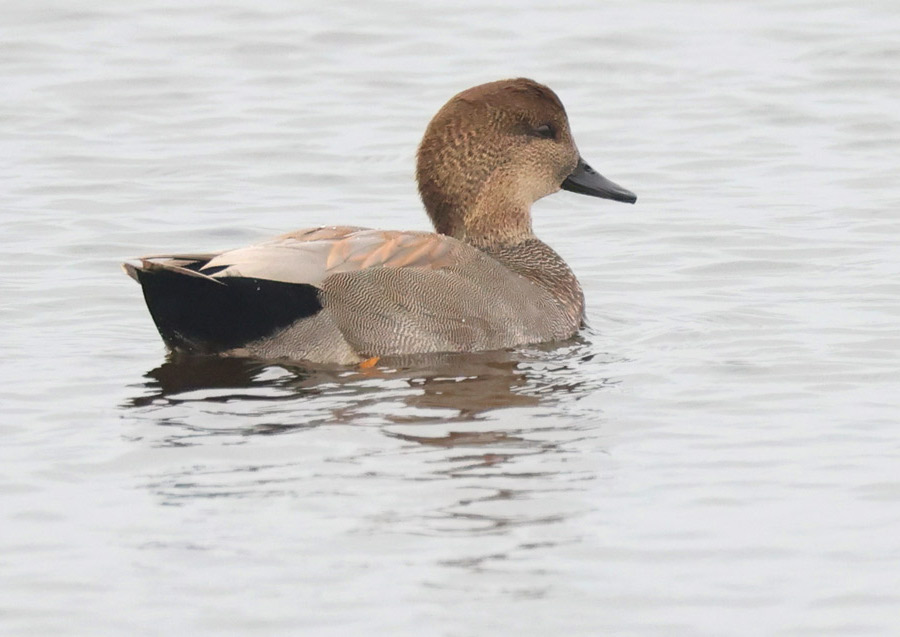 Gadwall Photo 1