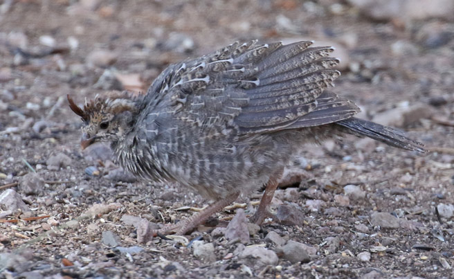 Gambel's Quail photo #10