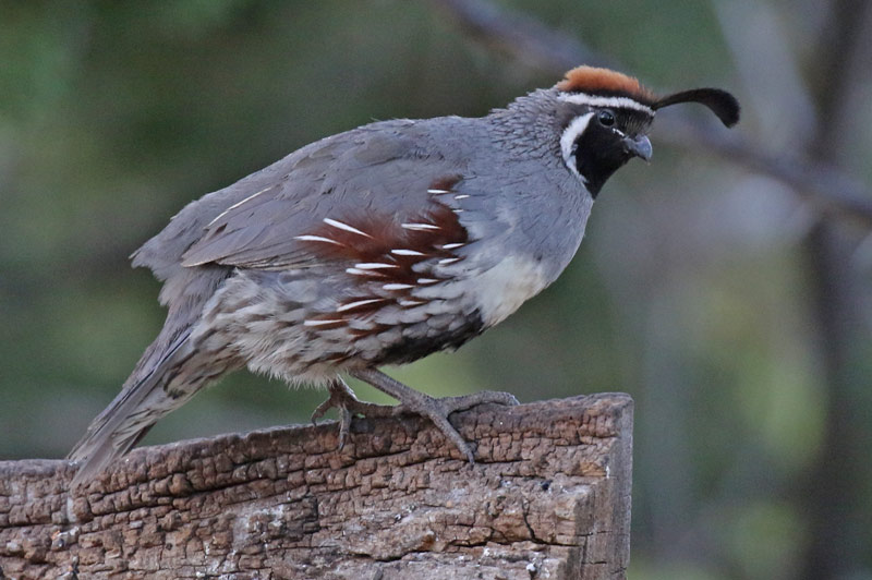 Gambel's Quail photo #6