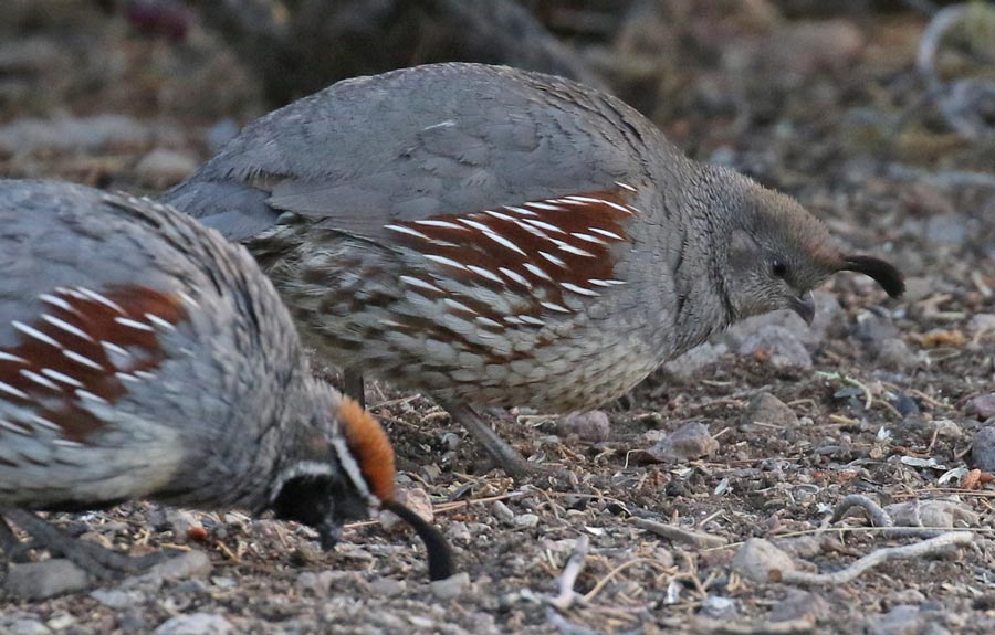 Gambel's Quail photo #8