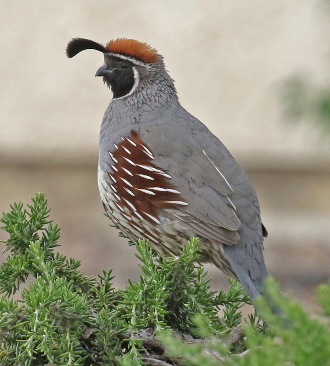 Gambel's Quail photo #7