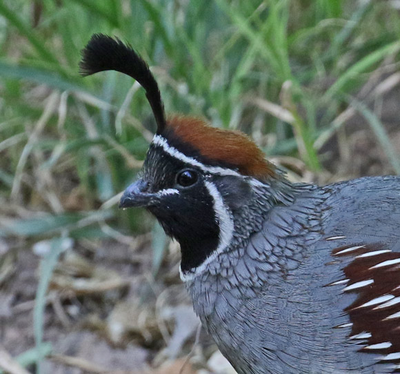 Gambel's Quail photo #5