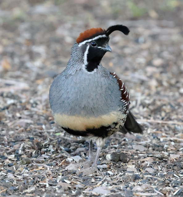 Gambel's Quail photo #2