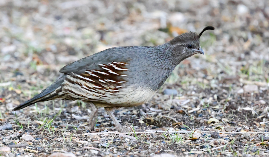 Gambel's Quail photo #9
