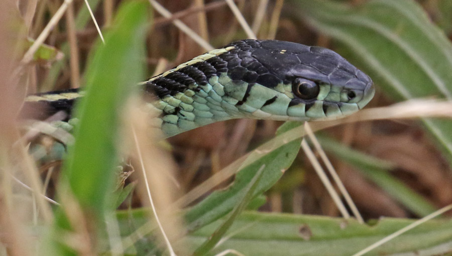 Northwestern Garter Snake (Puget Sound form)