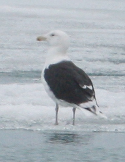 aberrant GBBG or hybrid