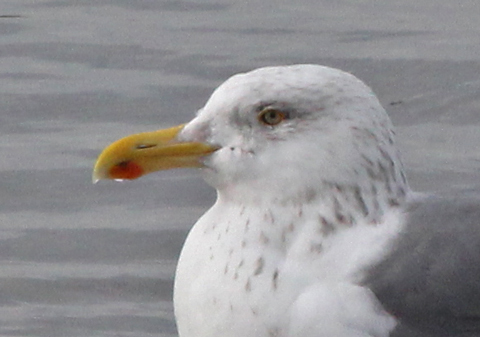 Putative Great Black-backed X Herring Gull hybrid (adult)