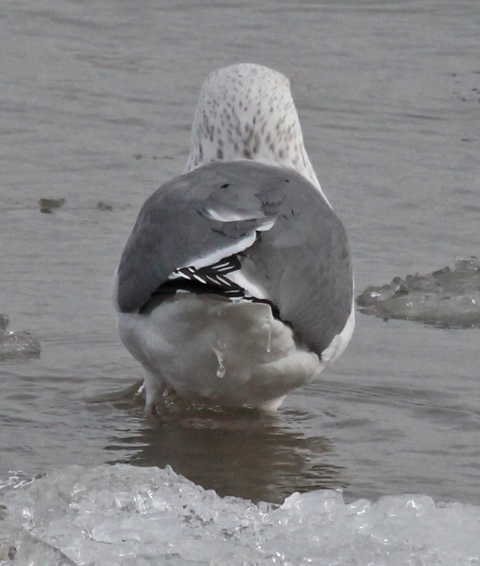 Putative Great Black-backed X Herring Gull hybrid (adult)