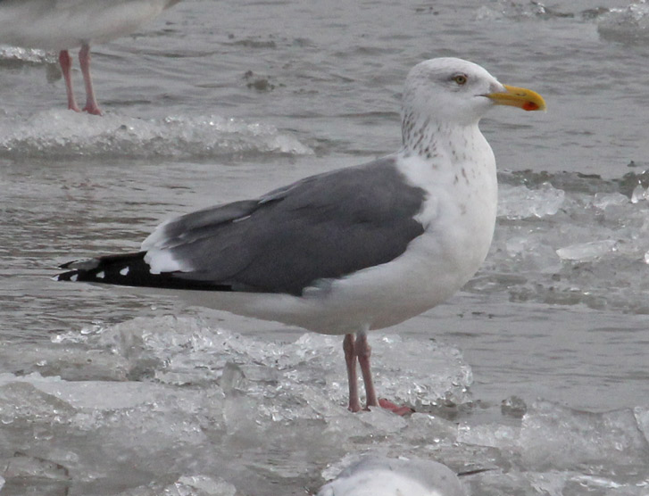 Putative Great Black-backed X Herring Gull hybrid (adult)