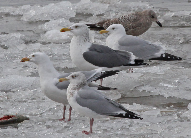 Putative Great Black-backed X Herring Gull hybrid (adult)