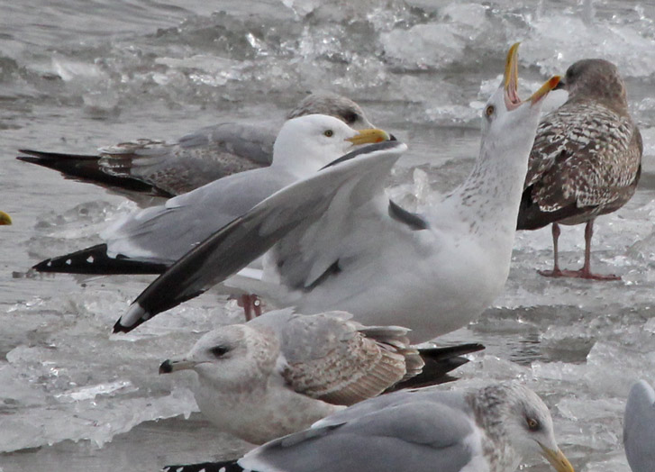 Putative Great Black-backed X Herring Gull hybrid (adult)