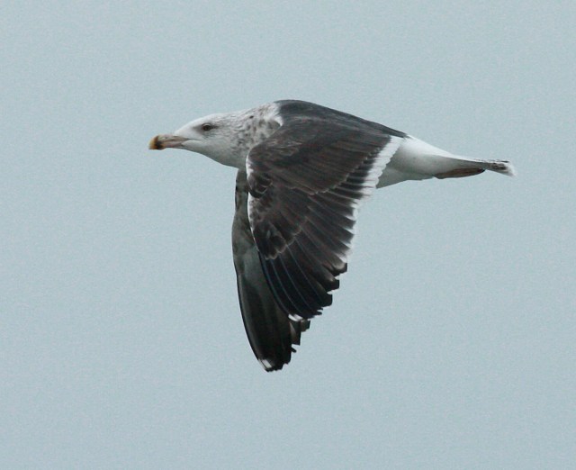 Great Blackbacked Gull (third cycle in flight) Indiana Lake Michigan Lakefront