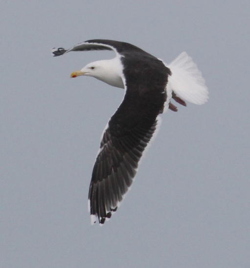 Great Black-backed Gull (adult in flight)