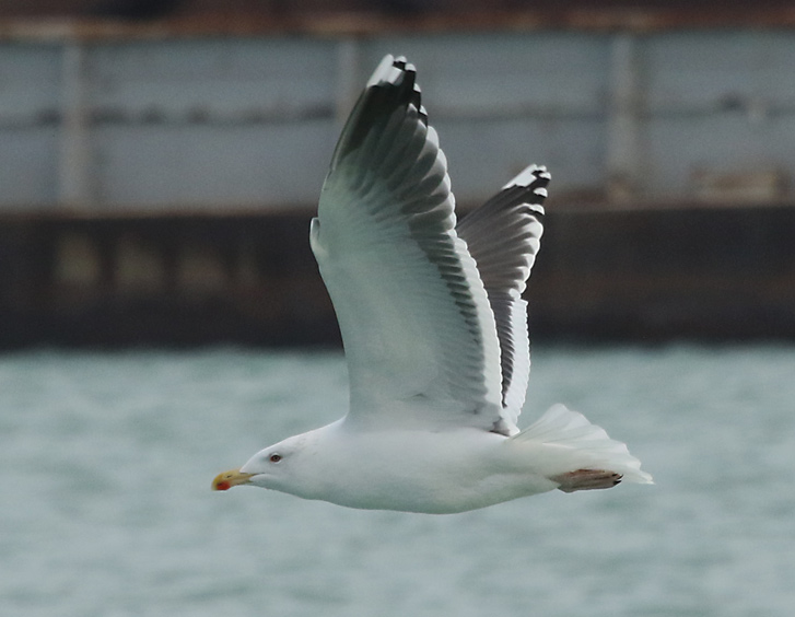 Great Black-backed Gull (adult in flight)