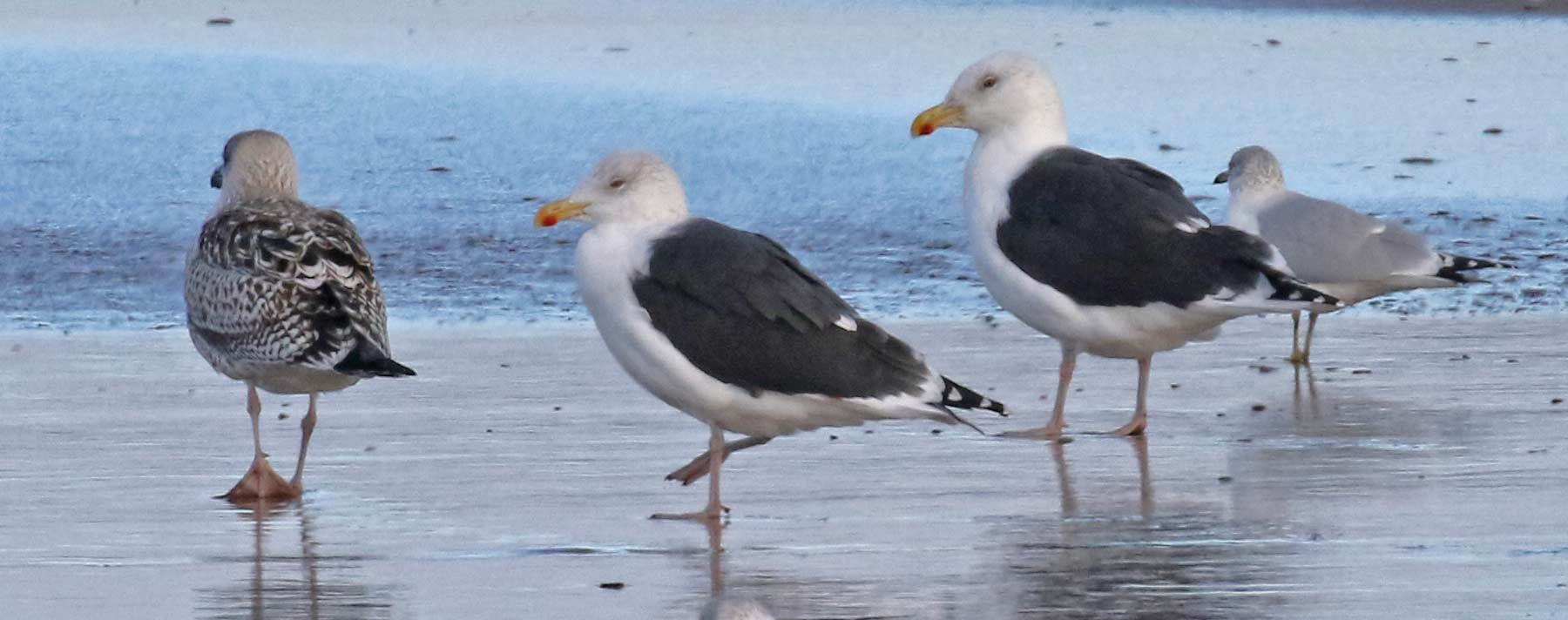 Great Black-backed Gull Photo 1