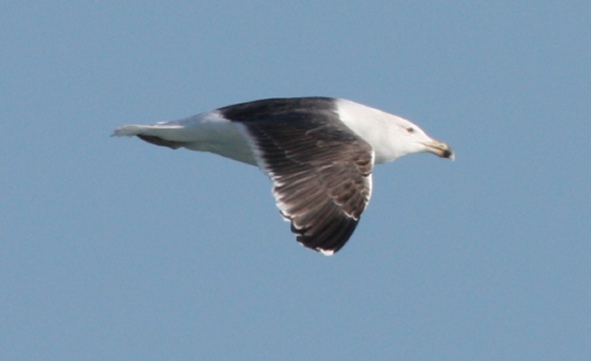 Great Black-backed Gull