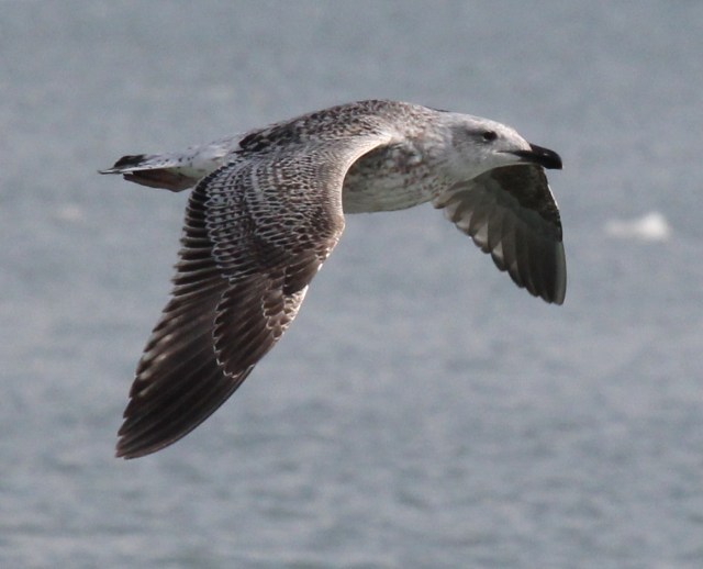 Great Black-backed Gull (1st cycle)