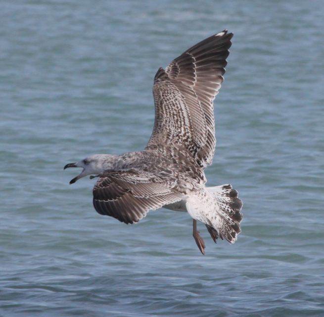 Great Blackbacked Gull (1st cycle in flight) Indiana Lake Michigan Lakefront