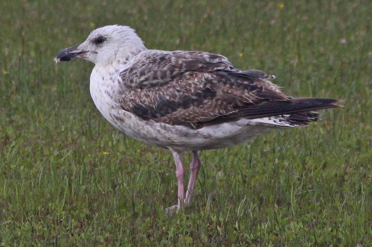 Great Black-backed Gull