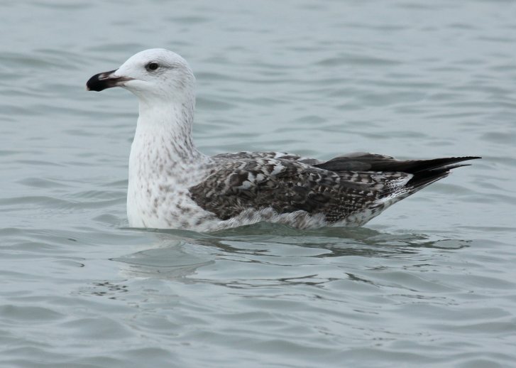 Great Black-backed Gull