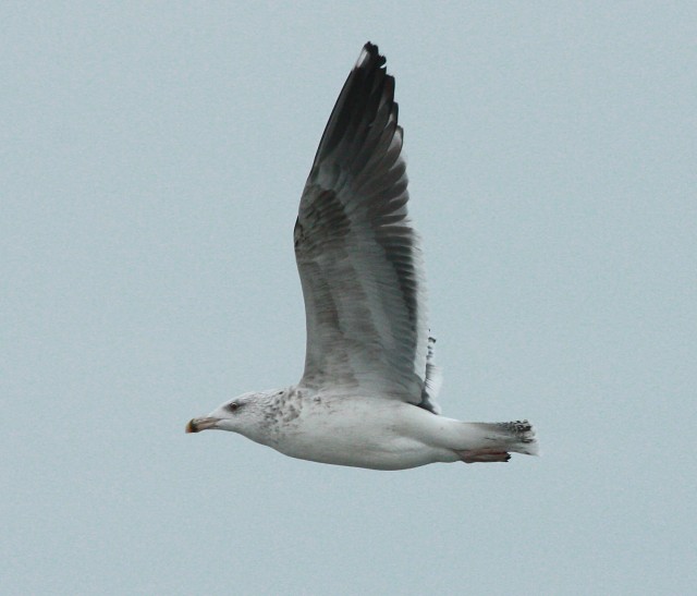 Great Black-backed Gull photo #3