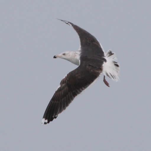 Great Black-backed Gull photo #5