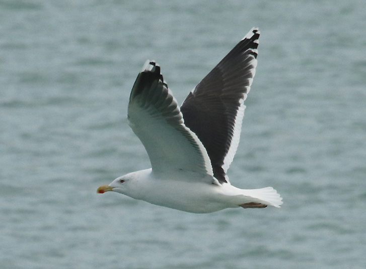 Great Black-backed Gull (adult in flight)