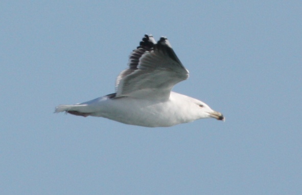 Great Black-backed Gull