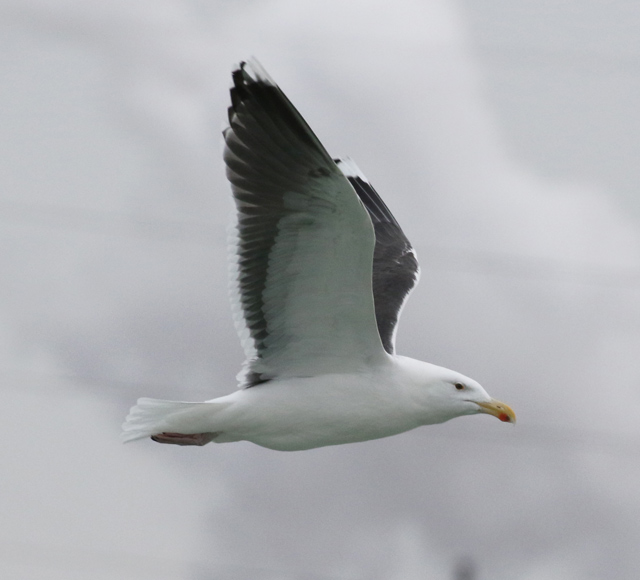 Great Black-backed Gull (adult in flight)