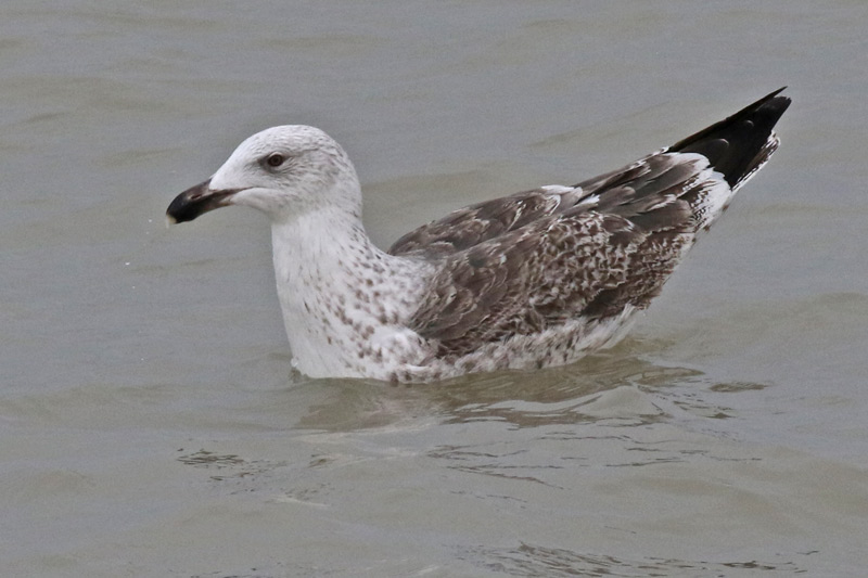 Great Black-backed Gull