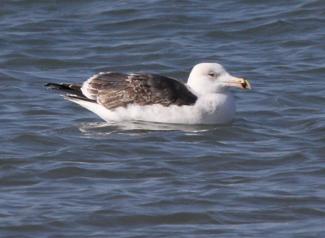 Great Black-backed Gull (3rd cycle)
