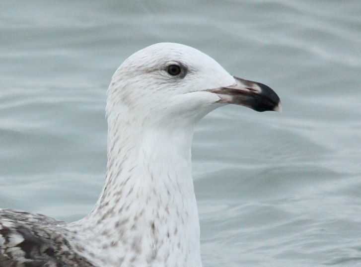 Great Black-backed Gull
