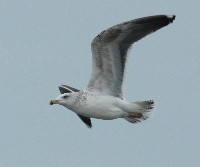 Great Black-backed Gull photo #4