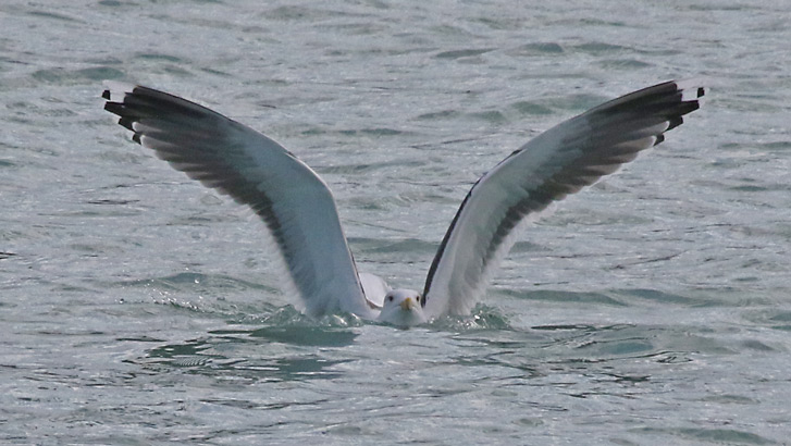 Great Black-backed Gull (adult in flight)