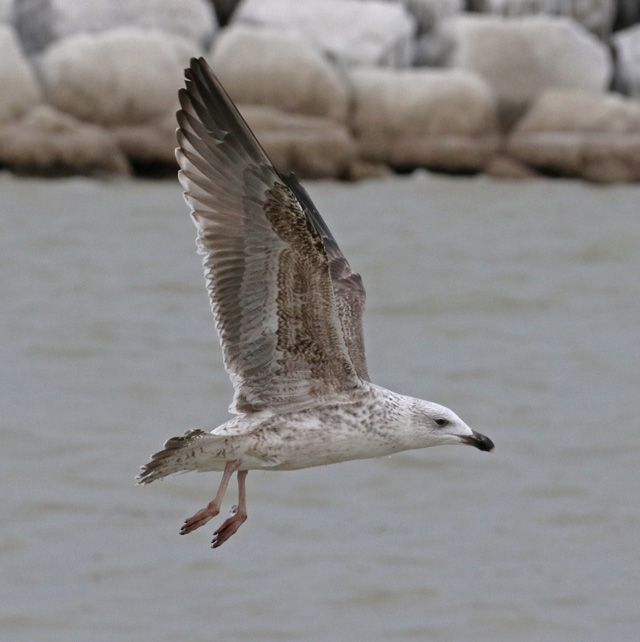Great Black-backed Gull (2nd cycle)