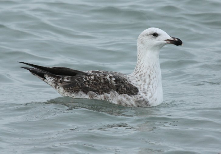 Great Black-backed Gull