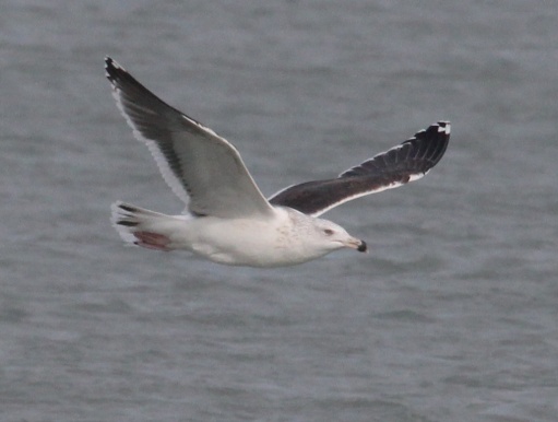 Great Black-backed Gull photo #6